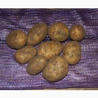 Картофель калибра 40+ мм урожая 2020 г оптом от производителя