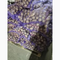 Продаём картофель из Беларуси