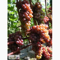Саженцы и черенки винограда таганрога