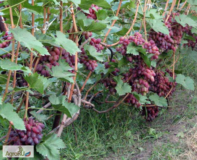 Фото 2. Саженцы и черенки винограда таганрога