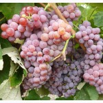 Саженцы и черенки винограда таганрога