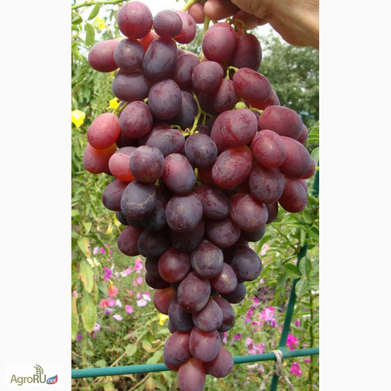 Фото 4. Саженцы и черенки винограда таганрога