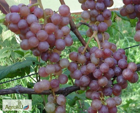 Фото 5. Саженцы и черенки винограда таганрога