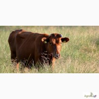 Племенной скот Красная Датская порода молочного и молочно-мясного направления