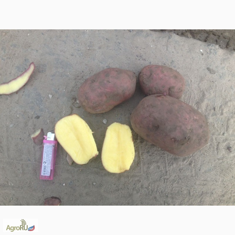 Фото 4. Картофель продовольственный и семенной разных сортов