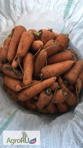 Фото 4. Оптово-овощная база от 30кг до 20 тонн ( картофель, лук, морковь)