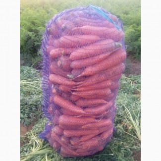 Морковь оптом от крупного производителя Иркутской области