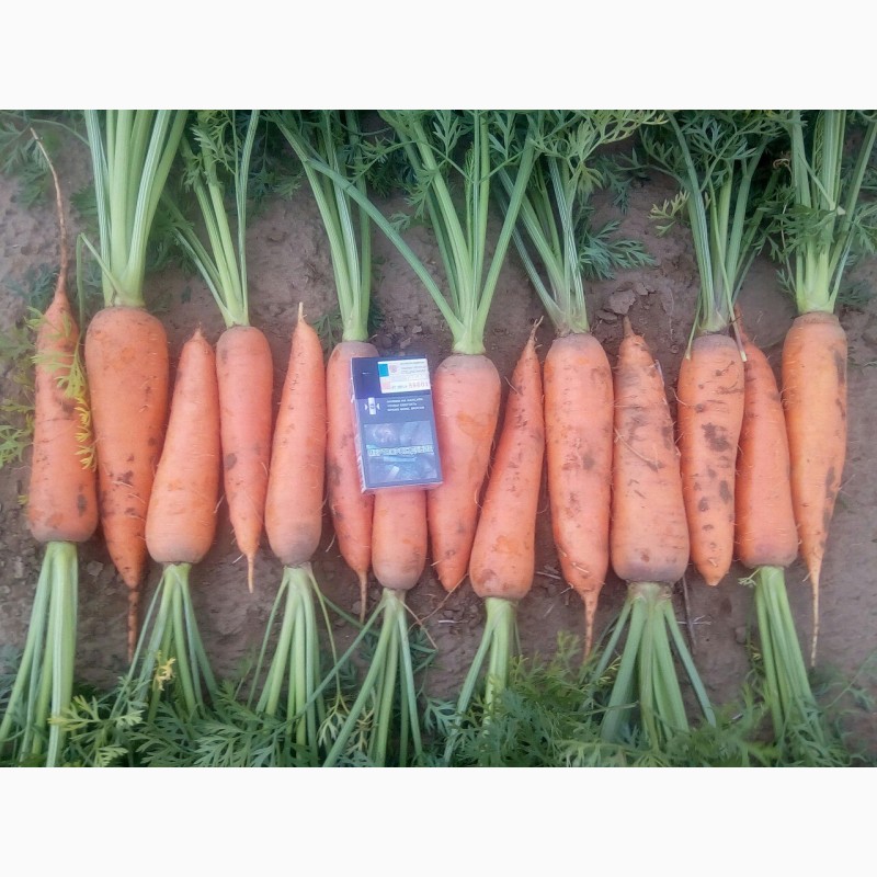 Фото 2. Морковь оптом от крупного производителя Иркутской области