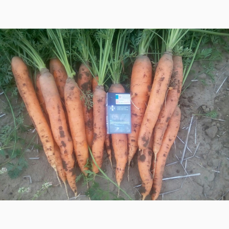 Фото 3. Морковь оптом от крупного производителя Иркутской области