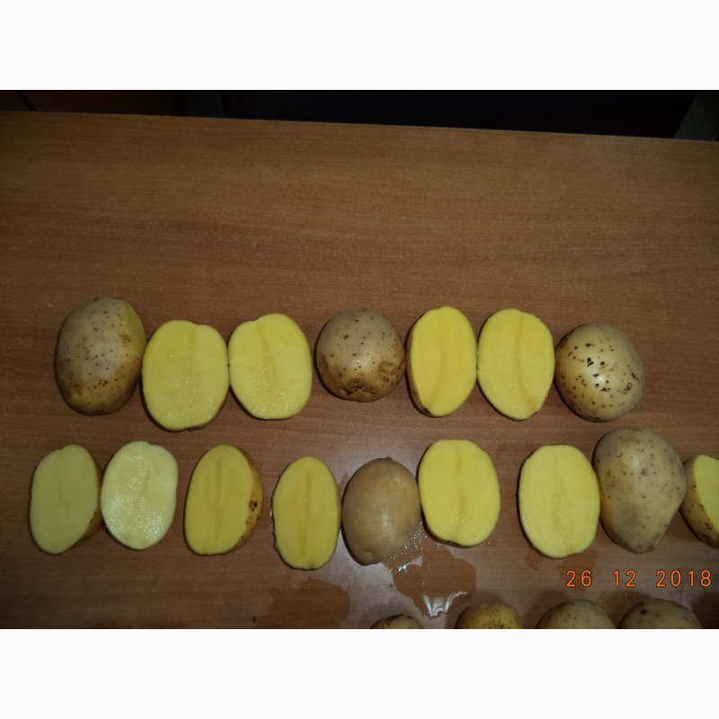 Фото 2. Продажа картофеля