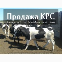 Продажа коров дойных, нетелей молочных пород в Самара