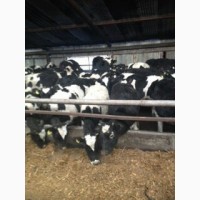 Продажа коров дойных, нетелей молочных пород в Армению