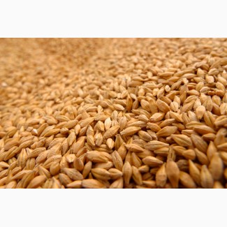 Семена пшеницы яровой Сударыня ЭС