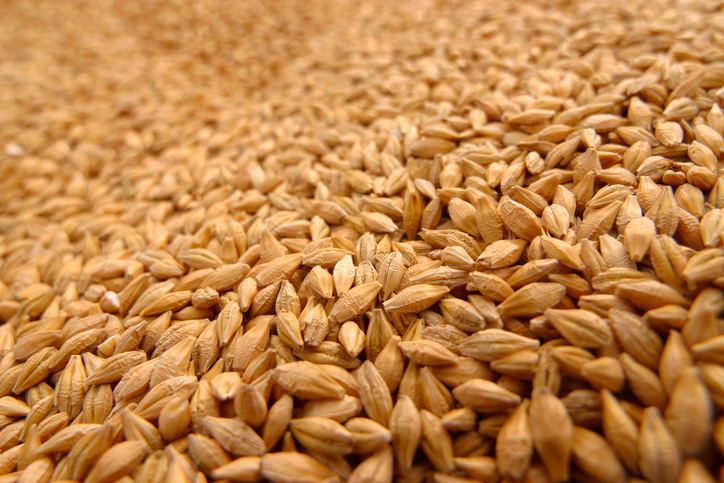 Купить СЕМЕНА пшеницы яровой 