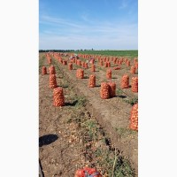 Продам лук сорт тамара урожай 2020