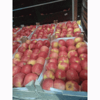 Яблоки со склада в Краснодарском крае