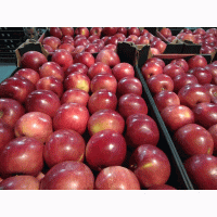 Яблоки со склада в Краснодарском крае