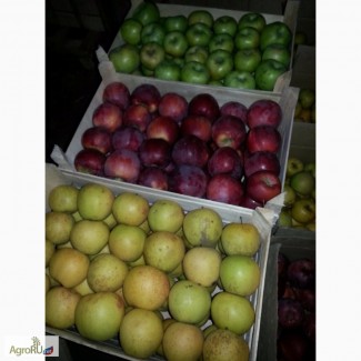 Продам яблоки зимних сортов из Молдавии