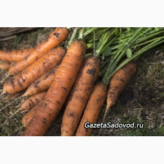 Закупаем морковь оптом на постоянной основе