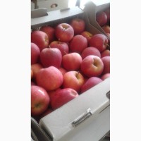 Яблоки калиброванные оптом, в коробках, отгрузка из сада, пригород Краснодара