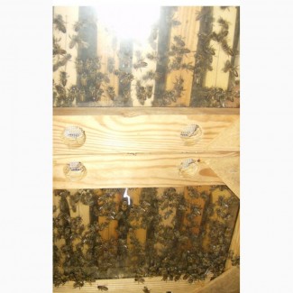 Продам пчелосемьи в Крыму апрель 2019 Карника
