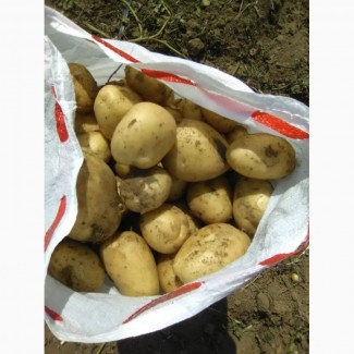 Картофель(урожай 2019) оптом от производителя