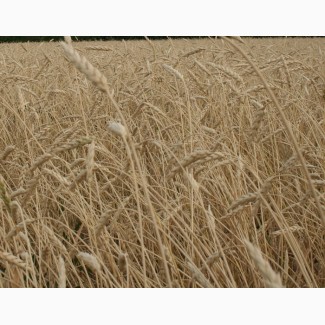 Семена пшеницы яровой Ирень (ЭС, РС1)
