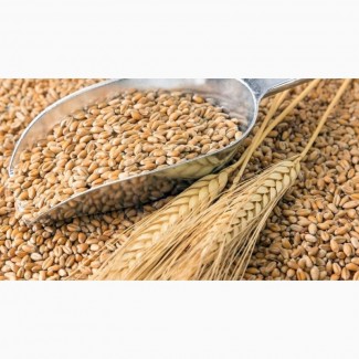 Семена пшеницы яровой Злата ЭС