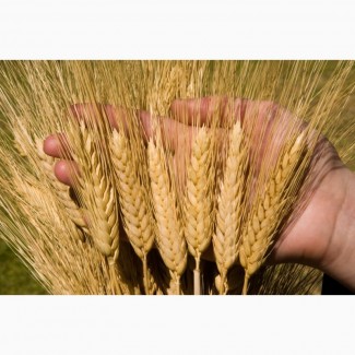 Семена озимой пшеницы среднеспелый сорт Алексеич
