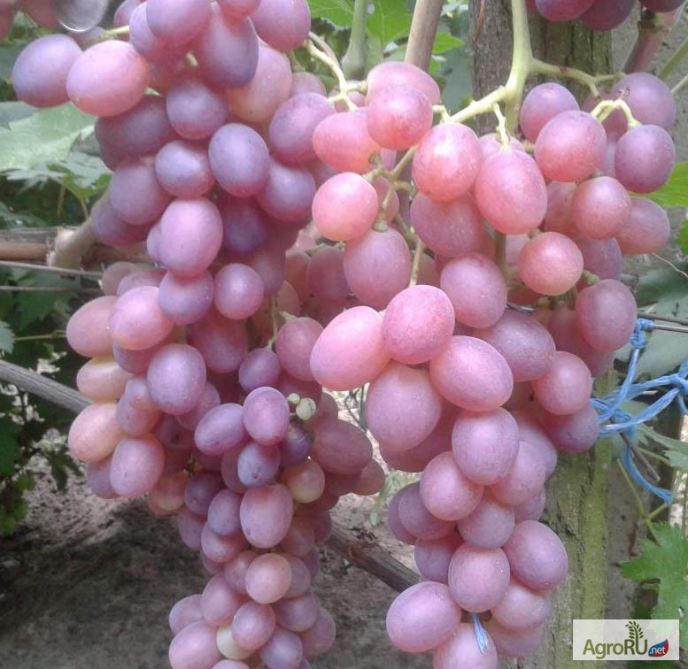 Фото 2. Саженцы и черенки винограда в чувашии