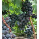 Саженцы и черенки винограда в чувашии