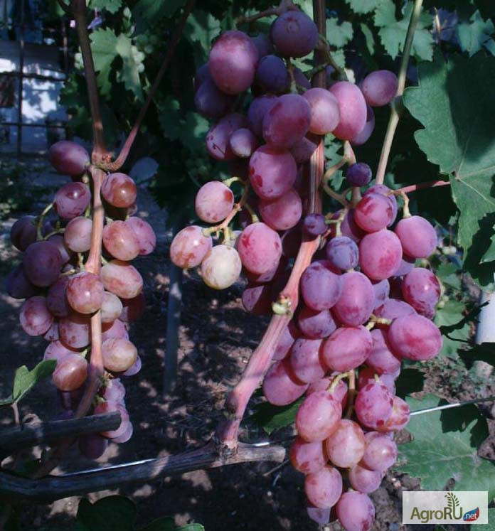 Фото 4. Саженцы и черенки винограда в чувашии