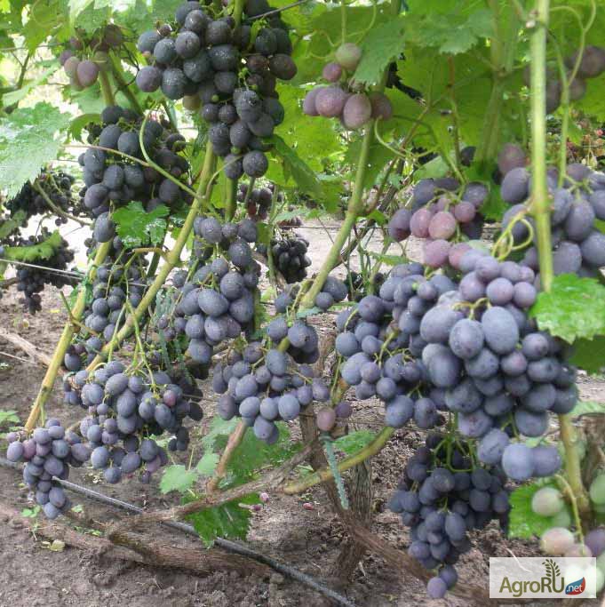 Фото 5. Саженцы и черенки винограда в чувашии