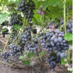 Саженцы и черенки винограда в чувашии