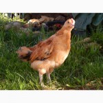 Цыплята чистой породы «Кучинская Юбилейная»