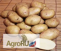 Фото 4. Магазин семенного картофеля. Оптовые и розничные поставки семя картофеля