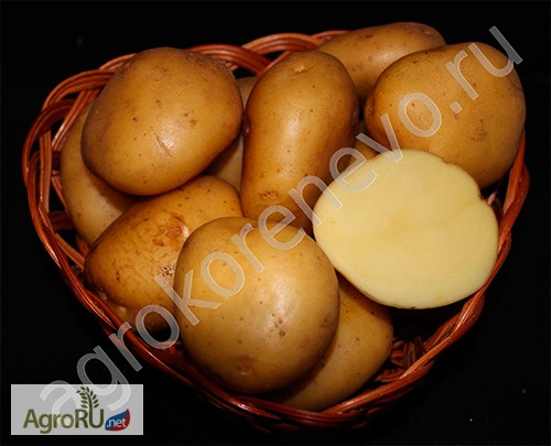 Фото 5. Магазин семенного картофеля. Оптовые и розничные поставки семя картофеля