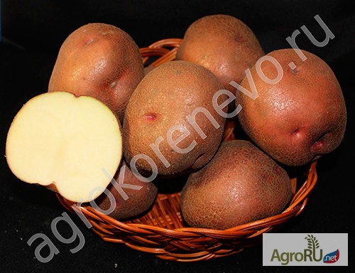 Фото 6. Магазин семенного картофеля. Оптовые и розничные поставки семя картофеля