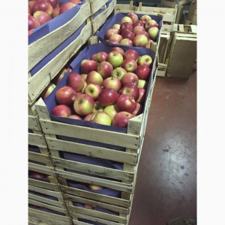 Предлагаем приобрести оптом яблоки Беш Юлдуз по цене от производителя