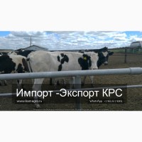 Продажа коров дойных, нетелей молочных пород в Кыргызстан
