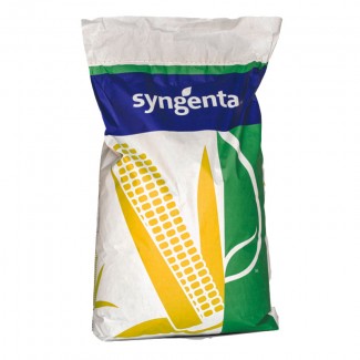 Syngenta семена гибрида кукурузы