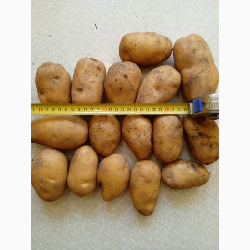 Фото 5. Продаем картофель