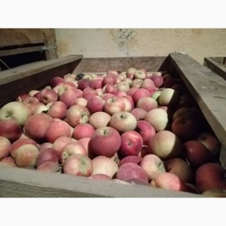 Яблоки. Урожай 2018г