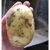 Картофель оптом 6 плюс сорт Уладар