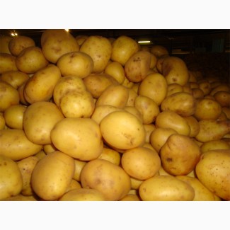 Купим картофель от 20 до 1000 тонн