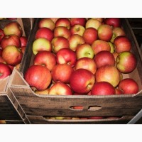 Яблоки оптом со склада фермерского хозяйство
