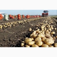 Картофель для Районов Крайнего севера РФ и СНГ чипсовый, семенной, продовольственный