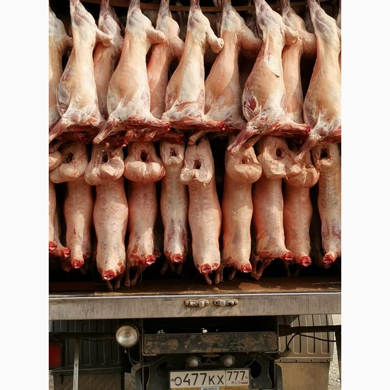Фото 2. КРС мясо на экспорт-баранина, телятина, говядина на Мусульманские страны