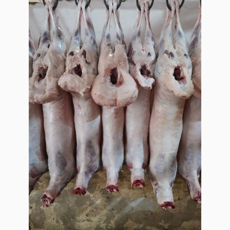 Фото 3. КРС мясо на экспорт-баранина, телятина, говядина на Мусульманские страны