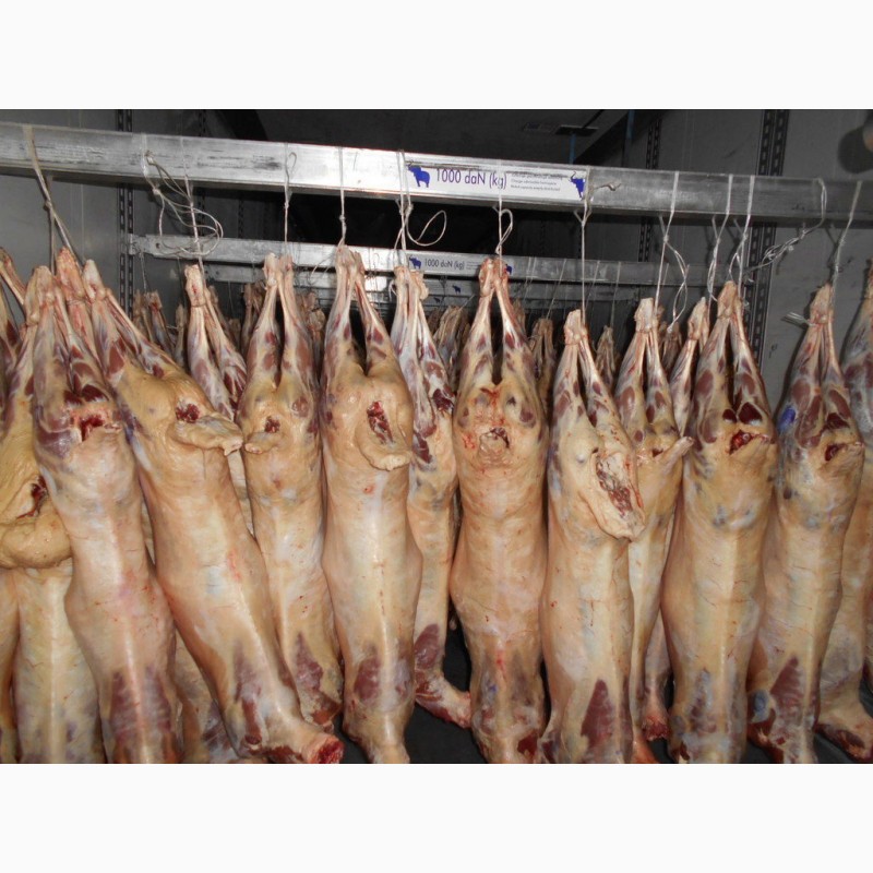 Фото 4. КРС мясо на экспорт-баранина, телятина, говядина на Мусульманские страны
